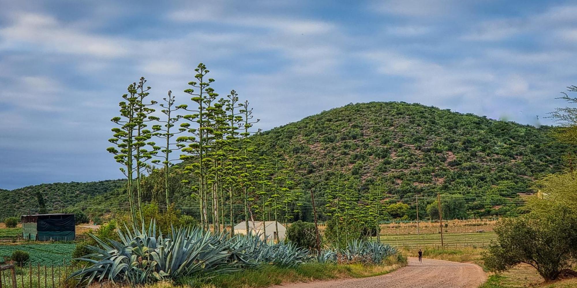 Berluda Farmhouse And Cottages Oudtshoorn Exterior foto
